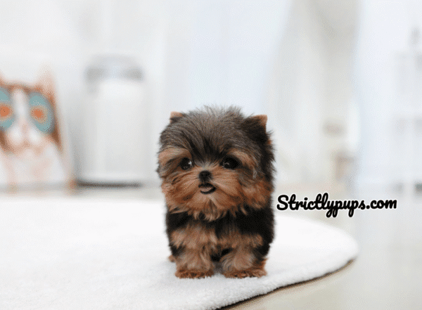 Teacup Poodle teacup-poodle