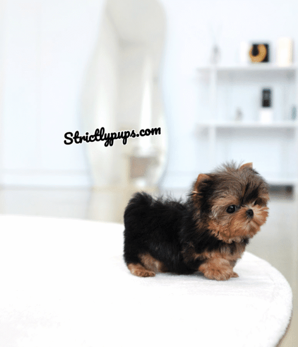 Teacup Poodle teacup-poodle