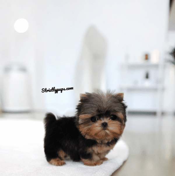 Teacup Poodle teacup-poodle