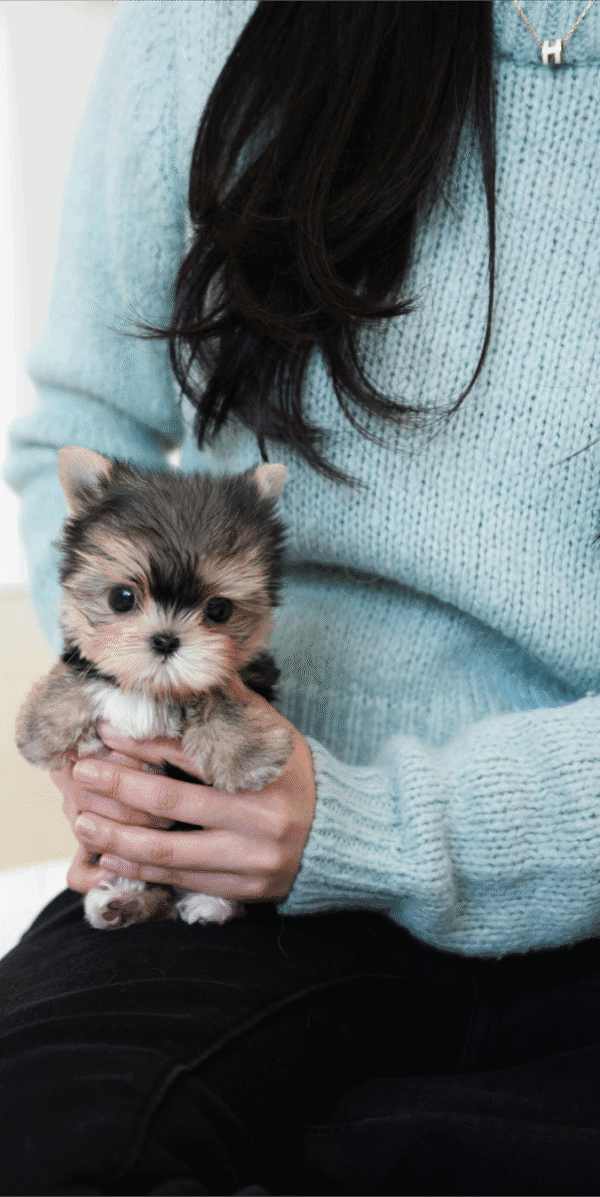Teacup Poodle teacup-poodle
