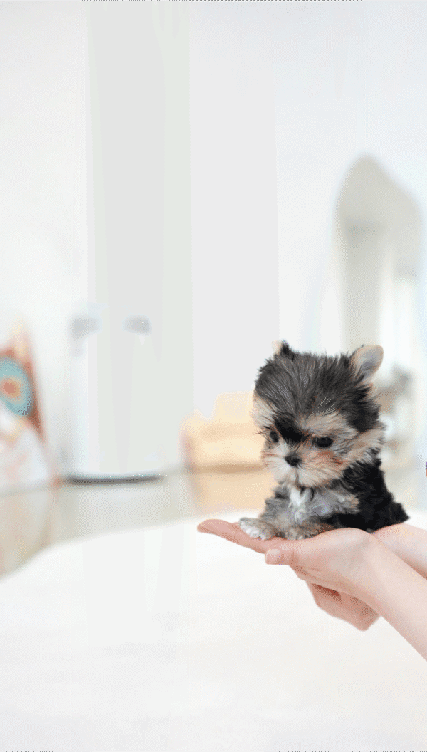 Teacup Poodle teacup-poodle
