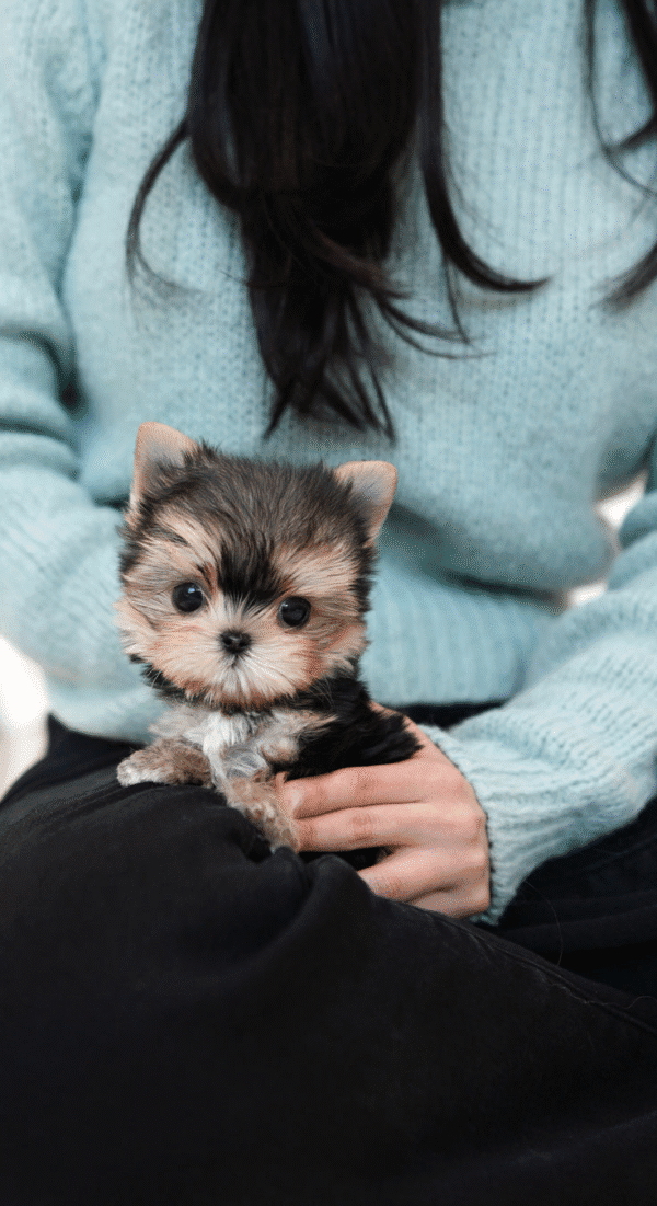 Teacup Poodle teacup-poodle