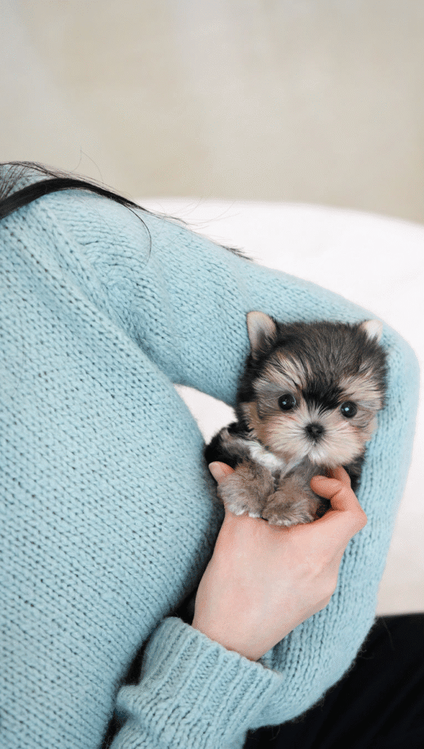 Teacup Poodle teacup-poodle