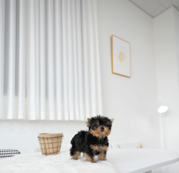 Teacup Poodle teacup-poodle