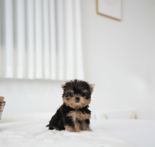 Teacup Poodle teacup-poodle