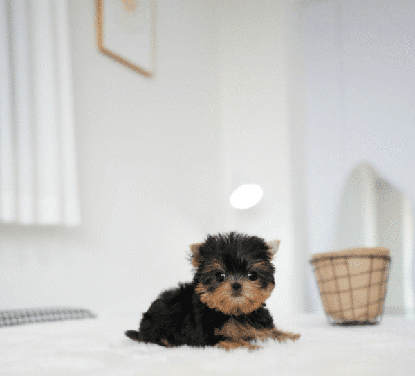 Teacup Poodle teacup-poodle