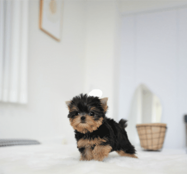 Teacup Poodle teacup-poodle