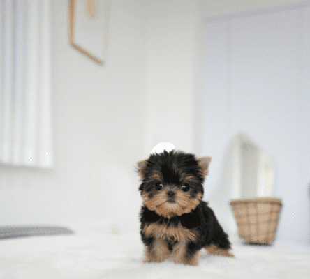 Teacup Poodle teacup-poodle