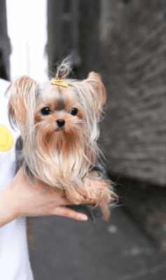 Teacup Poodle teacup-poodle