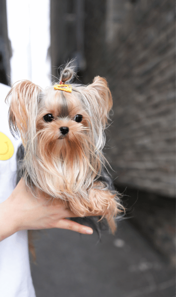 Teacup Poodle teacup-poodle