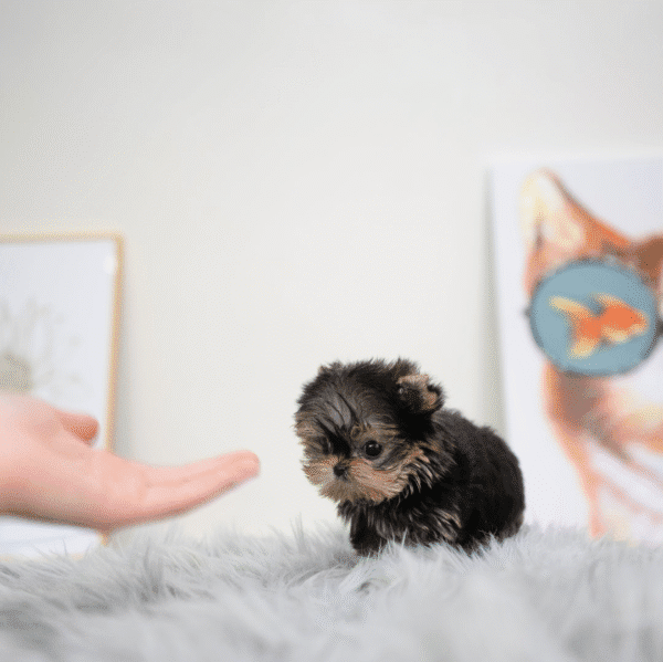 Teacup Poodle teacup-poodle
