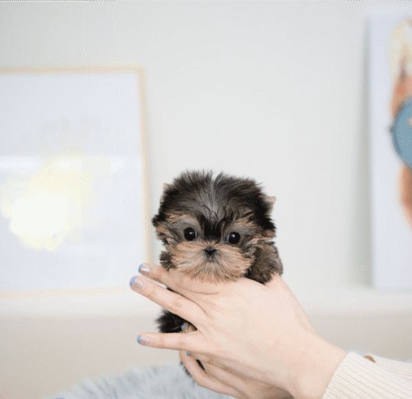 Teacup Poodle teacup-poodle