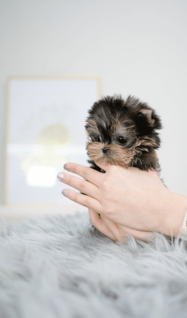 Teacup Poodle teacup-poodle