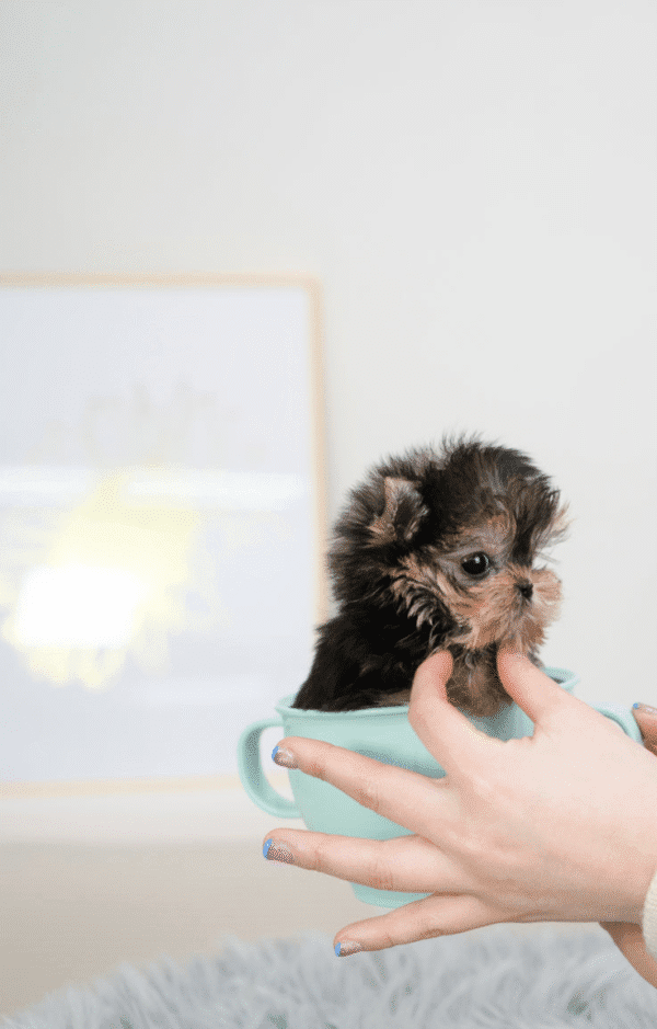 Teacup Poodle teacup-poodle