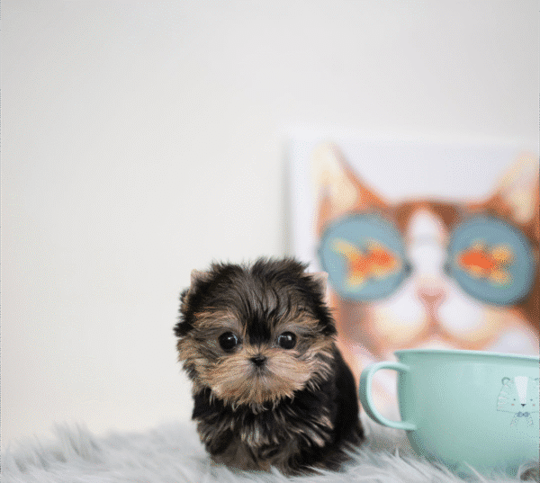 Teacup Poodle teacup-poodle