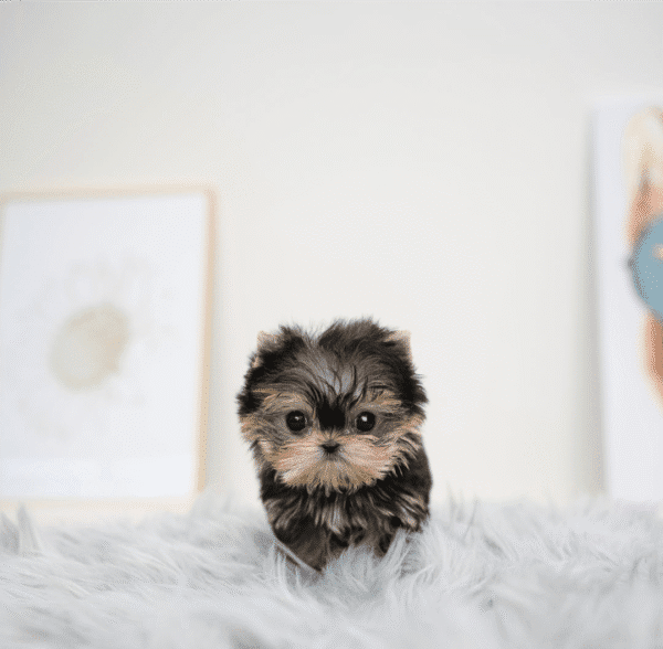 Teacup Poodle teacup-poodle