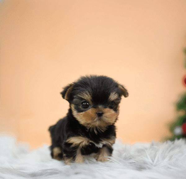 Teacup Poodle teacup-poodle