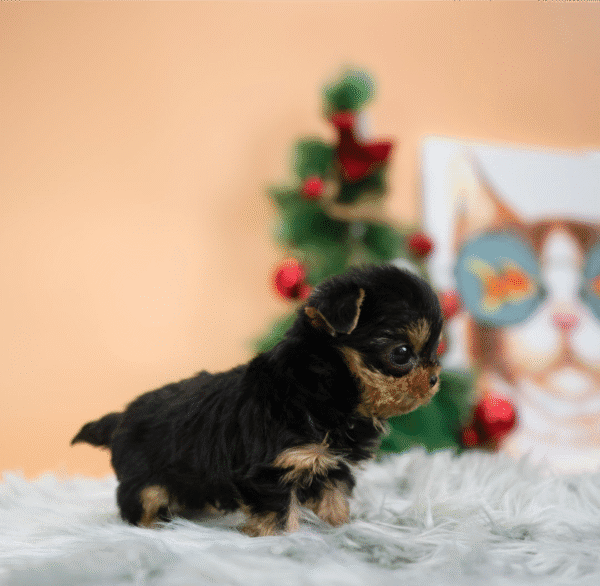 Teacup Poodle teacup-poodle