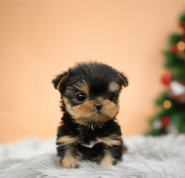 Teacup Poodle teacup-poodle