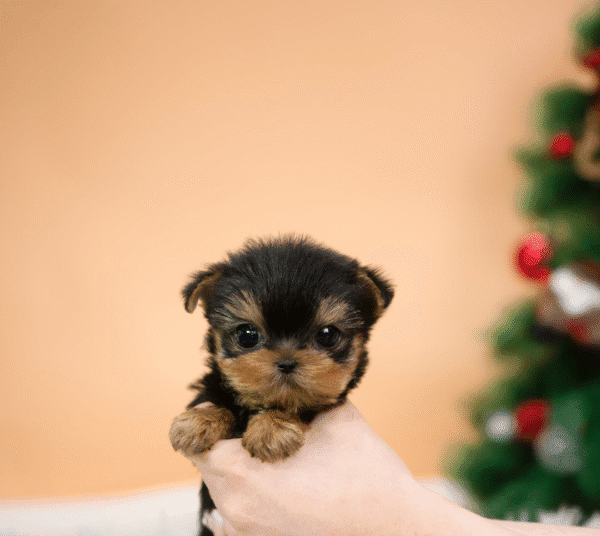 Teacup Poodle teacup-poodle