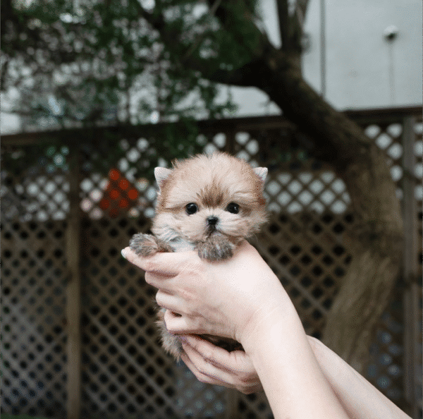 Teacup Poodle teacup-poodle
