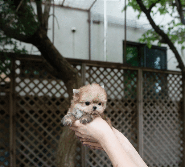 Teacup Poodle teacup-poodle