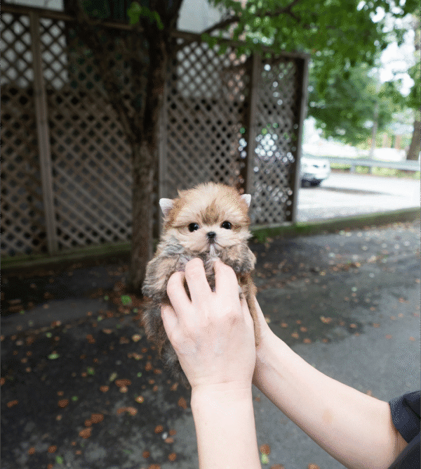Teacup Poodle teacup-poodle