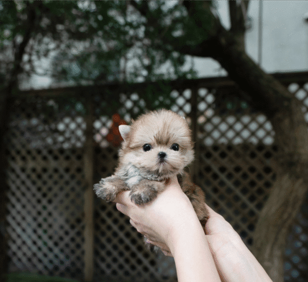 Teacup Poodle teacup-poodle
