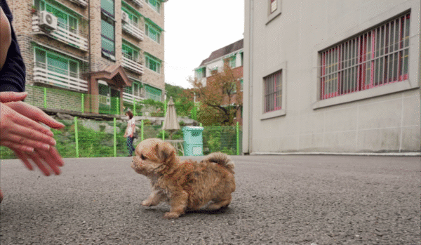 Teacup Poodle teacup-poodle