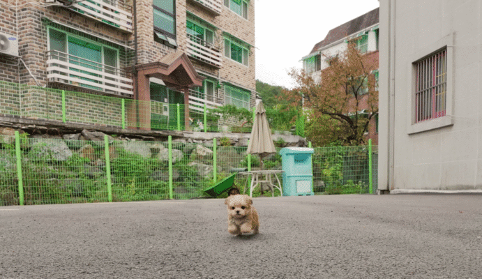 Teacup Poodle teacup-poodle